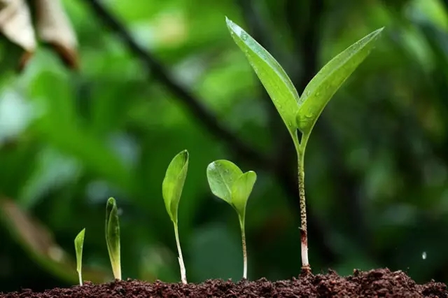 腐植酸对土壤形成和肥力的作用