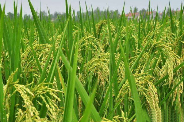 我国的水稻主产区在哪？